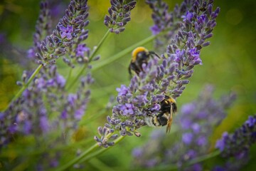 Bumblebees pollinating lavender flowers