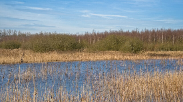Sunny winter wetlands of Gentbrugse meersen nature reserve, Ghent, Flanders, Belgium 