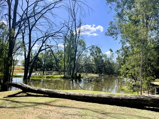 fallen tree at the lake