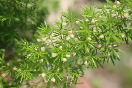 Asparagus densiflorus Meyers lisi ogon gęstokwiatowy