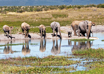 Elephants at a waterhole with reflections