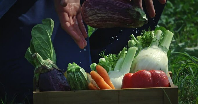 Super Slow Motion of Farmer's Hands Dropping Fresh Organic Vegetables into Wooden Crate on Sunny Day in the Garden, Featuring Eggplants, Carrots, Fennel, Peppers and Zucchini in Natural Harvest Scene