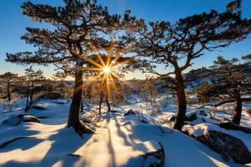 Sunburst Through Snow-Covered Pines: A Serene Winter Solstice Landscape
