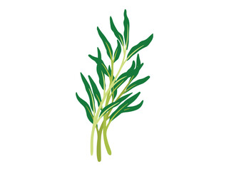Water Spinach Vegetable Cartoon Clip Art