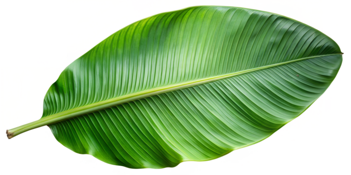 A single large green banana leaf isolated on transparent background