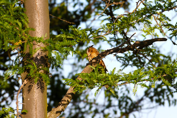 A single long-eared owl (Asio otus) sits on the branches of a honey locust tree in the soft morning light