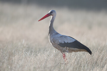 An adult white stork (Ciconia ciconia) is photographed close-up in the dark while searching for food