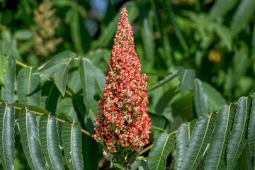 A close-up of the flowering inflorescence of Rhus typhina, the staghorn sumac, surrounded by the bright green leaves of the tree