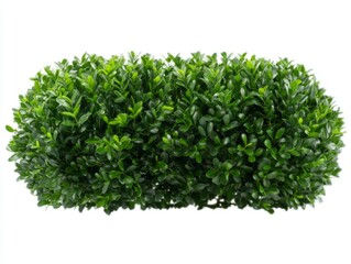 Naklejka premium Overhead shot of lush green purslane leaves that have formed a dense carpet on a white background showcasing the vibrant appearance of fresh and natural microgreens texture
