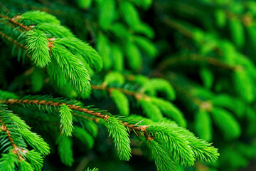 A detailed close-up of fresh young spruce needles in vivid green, highlighting the beauty, texture,...