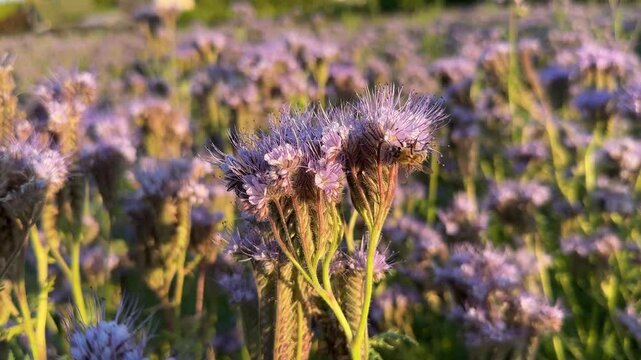 Close-up shot of delicate facelia flowers with a bee collecting nectar, set against a blurred facelia field bathed in warm sunlight. Natural pollination process in a vibrant agricultural landscape.