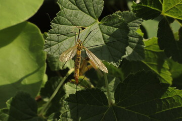 Tiger crane fly on a garden plant