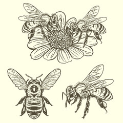 Vintage Hand Drawn Bees and Flower Illustration – Botanical Line Art