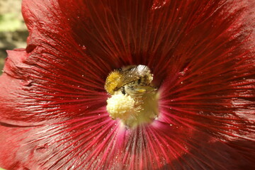 Bumblebee covered in pollen in red flower