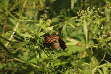 Shield bugs mating on garden plant
