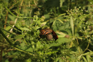Shield bugs mating on garden plant