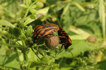 Shield bugs mating on garden plant