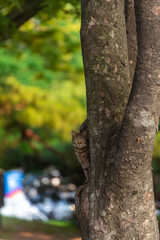 나무위의 얼룩 고양이