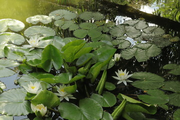 White water lilies in pond