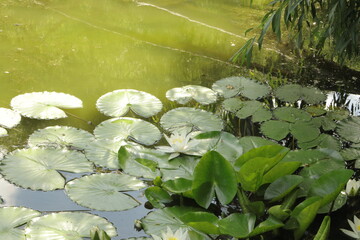 White water lilies in pond