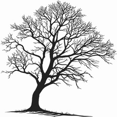 Silhouette of a large deciduous tree with intricate bare branches against a white background