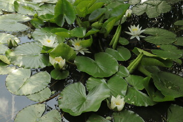 White water lilies in pond