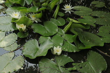 White water lilies in pond