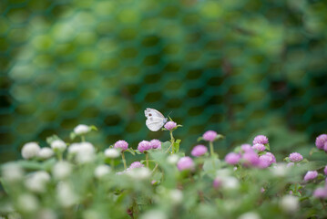 배추흰나비와 분홍색 꽃