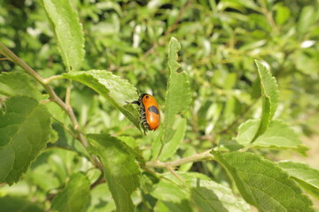 Ant bag beetle on garden plant