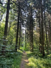 Fototapeta premium Beautiful Woods