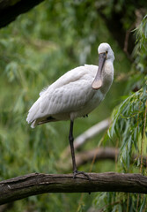 Eurasian or common spoonbill in nature, Czech Republic, Europe