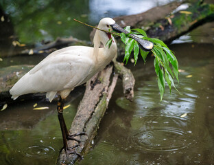Eurasian or common spoonbill in nature, Czech Republic, Europe