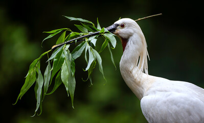 Eurasian or common spoonbill in nature, Czech Republic, Europe