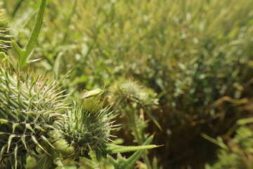 Mirid plant bug on spiky plant