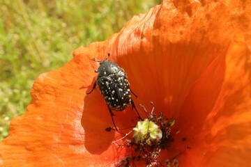 Rose beetle in red poppy