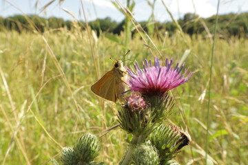 Essex skipper on pink blossom