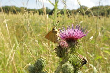 Essex butterfly on flower