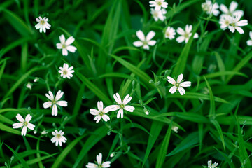 Natural photograph of a dense field of Stellaria holostea, also known as greater stitchwort, with delicate white star-shaped flowers blooming among green grass. Ideal for botanical or spring themes.