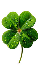PNG of four-leaf clover with water droplets on green leaves and transparent background