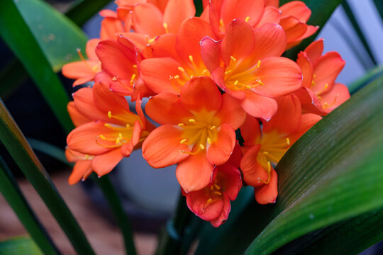 鮮やかなクンシランの花房