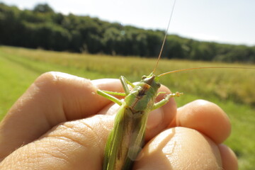 Large green cricket climbing on hand