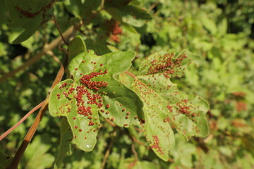 Maple bladder gall mite