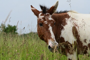 Lustig gefleckter Muli auf der Wiese schüttelt sich um Insekten abzuwehren und hat dabei komische...