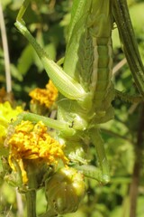 Great green bush cricket