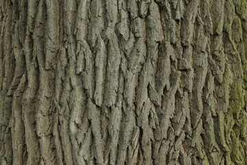 Oak tree bark