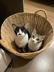 cat in a basket
