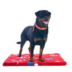 rottweiler in studio