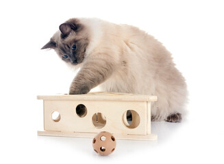 siberian cat in studio