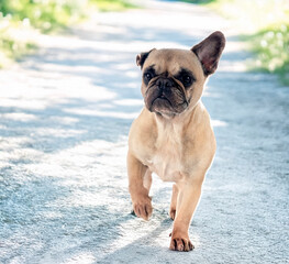 french bulldog in nature