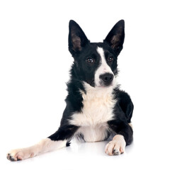 young border collie